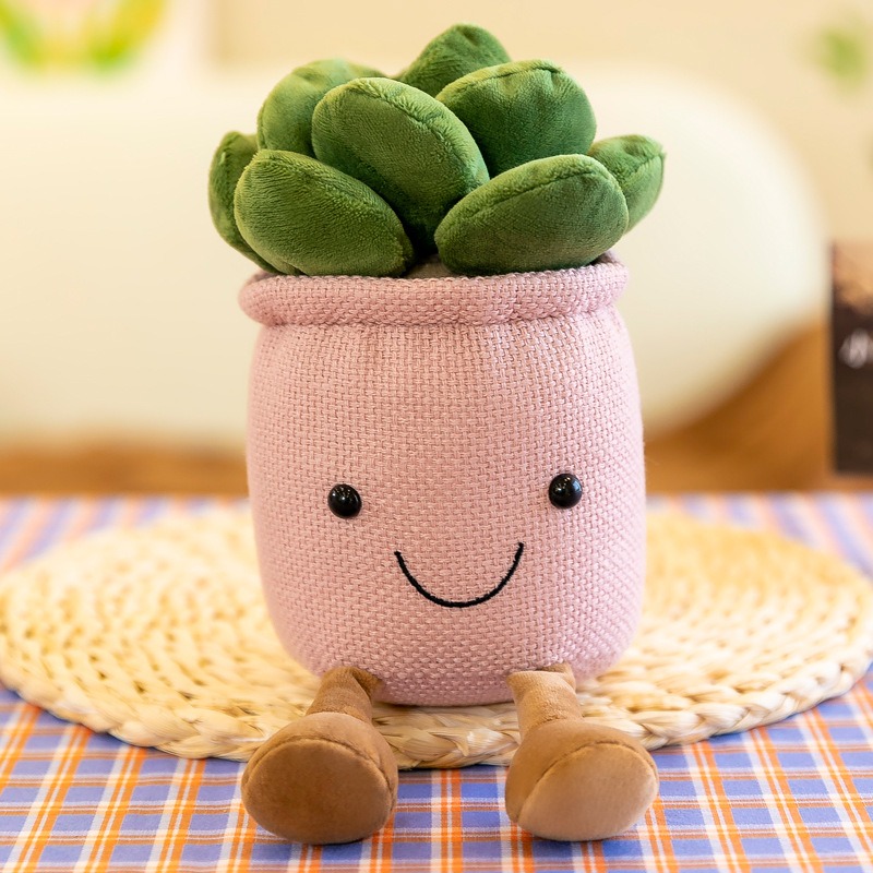 ตุ๊กตาต้นทิวลิปและไม้อวบน้ำเสม - Echeveria Succulent บทวิจารณ์และราคา