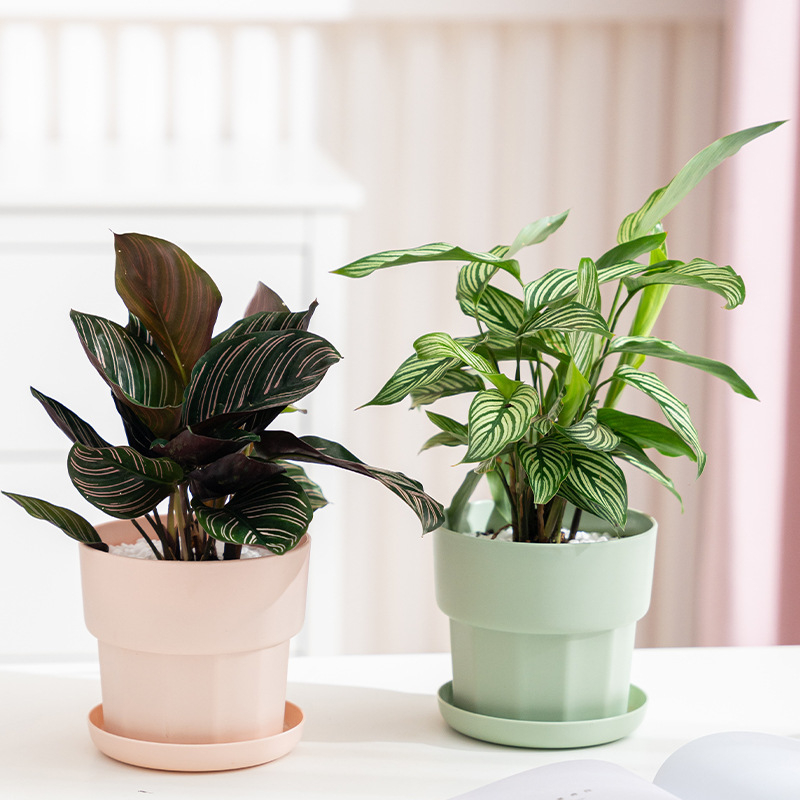 กระถางต้นไม้พลาสติกเรซิ่นแบบมิ - Aloe Vera Pot บทวิจารณ์และราคา