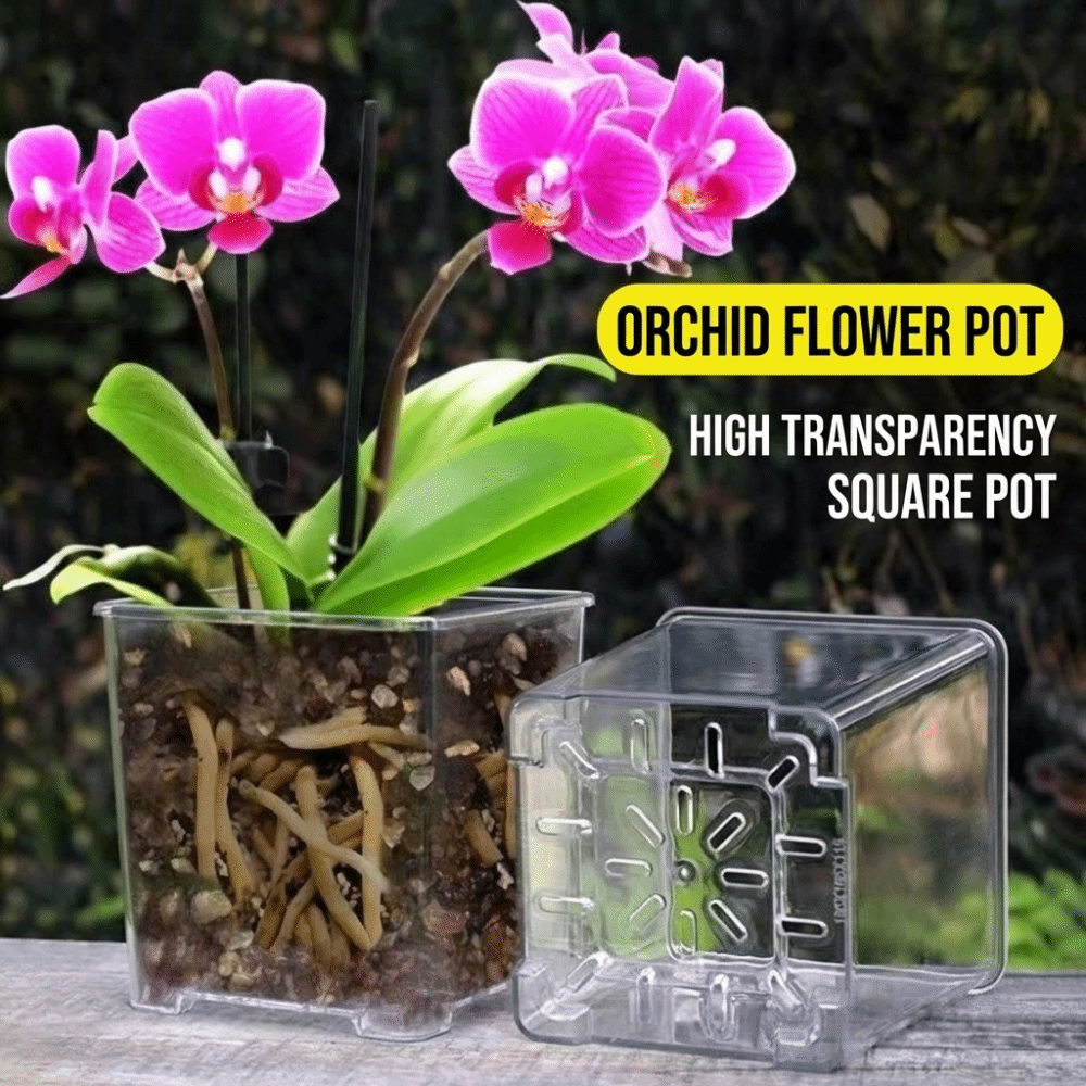 ชุด 5 ชิ้น/ชุด กระถางกล้วยไม้พ - Aloe Vera Pot บทวิจารณ์และราคา